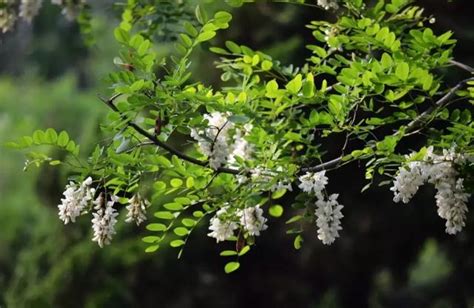 門前種什麼花最好|家門前種什麼花方便打理又好看